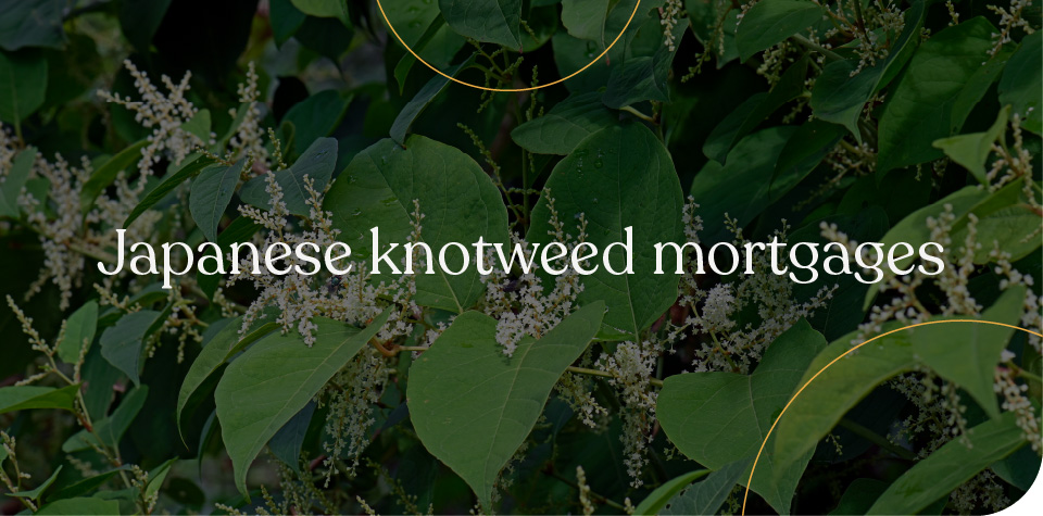 Japanese knotweed mortgages